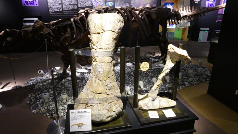 アパトサウルスの上腕骨の化石