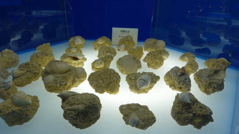 貝殻化石