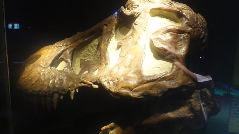 ティラノサウルスの頭部