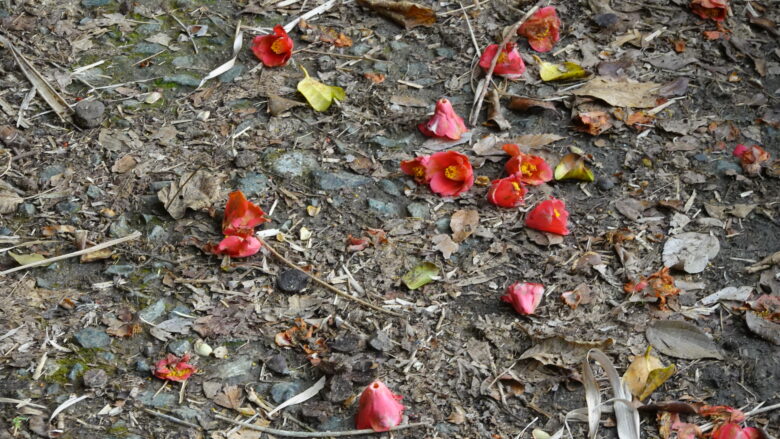 地面に落ちた椿の花