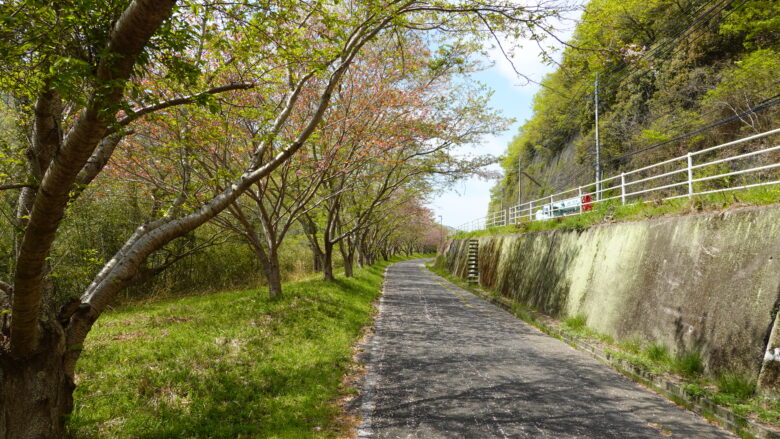 桜並木