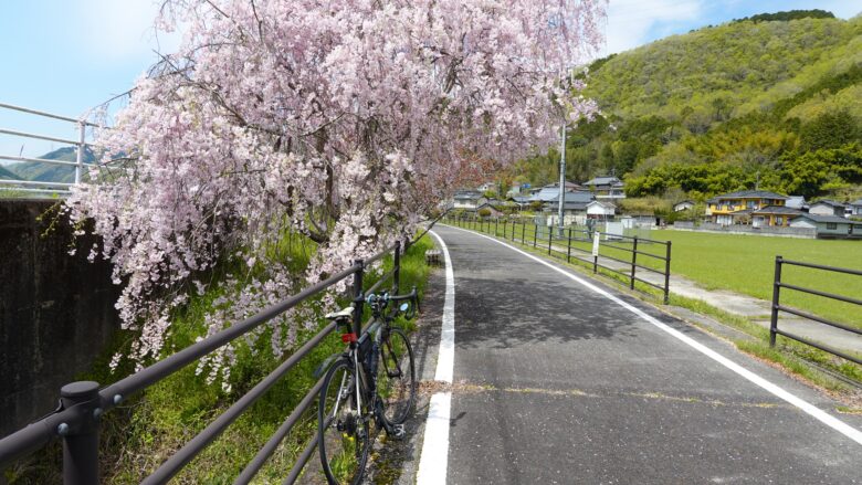 ほぼ満開の桜