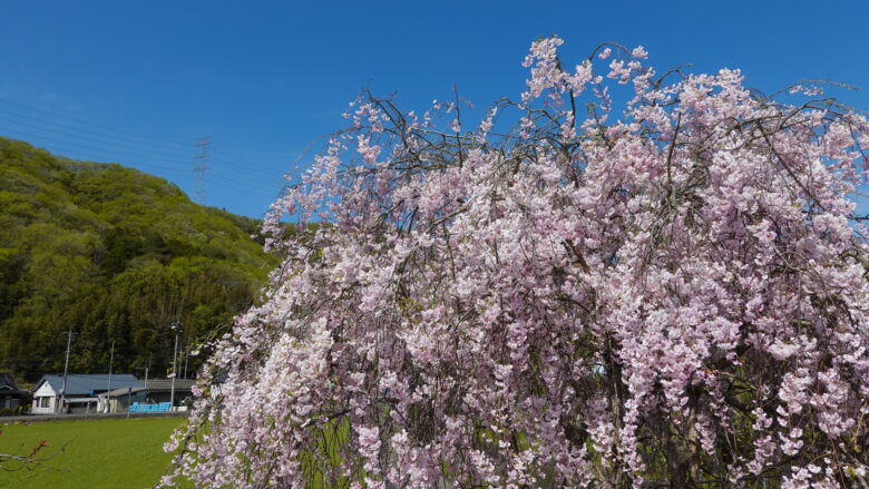 桜