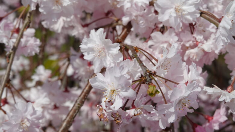 桜の花びら