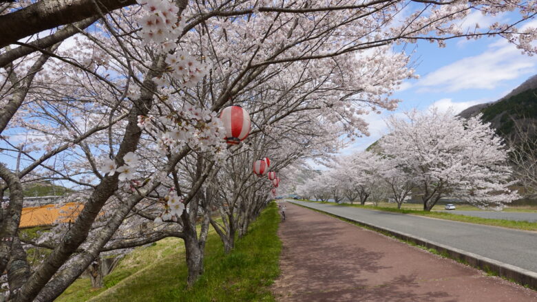 桜並木