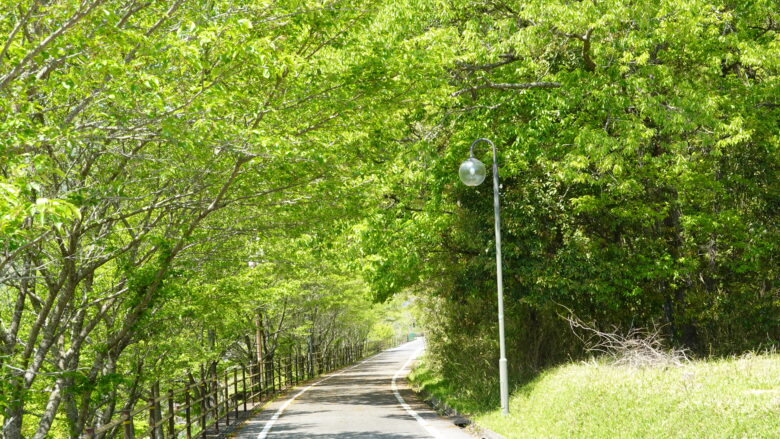 木々のトンネル