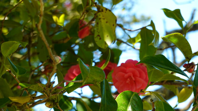 ツバキの花