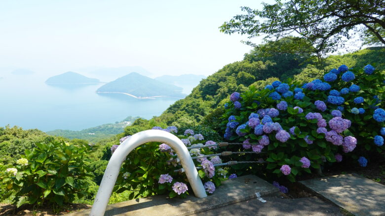 紫雲出山の第1駐車場に咲く紫陽花