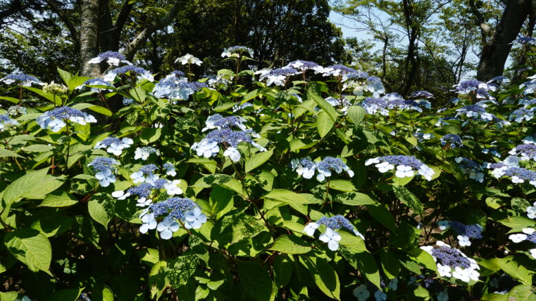 紫陽花が咲く