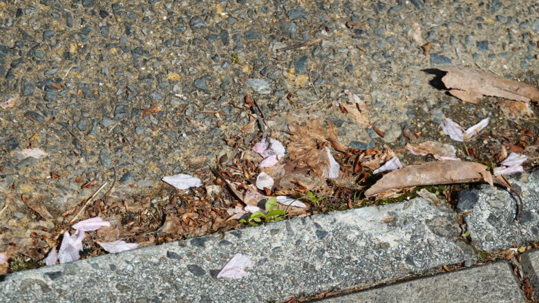 路上に落ちた桜の花びら