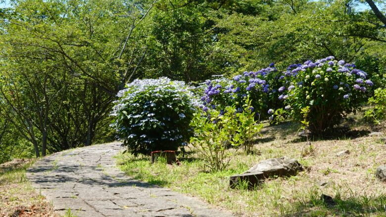 紫陽花の咲いている風景