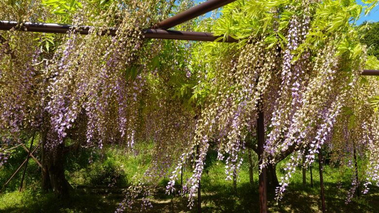 風に揺れる藤の花房