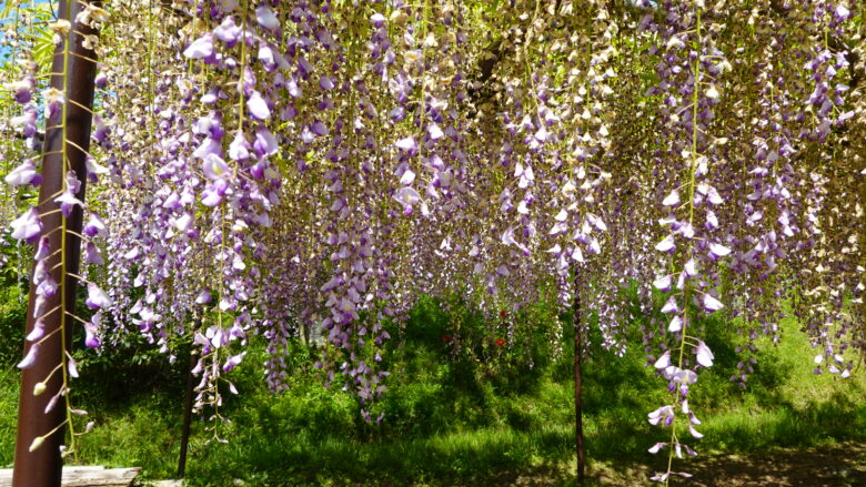 藤の花房