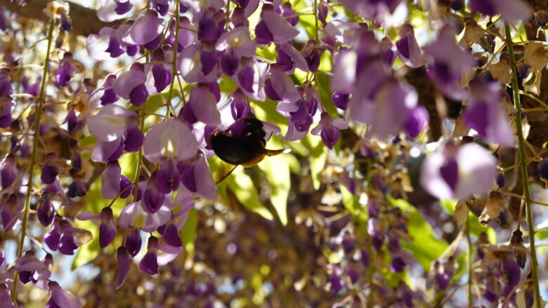 花の蜜をすうクマバチ