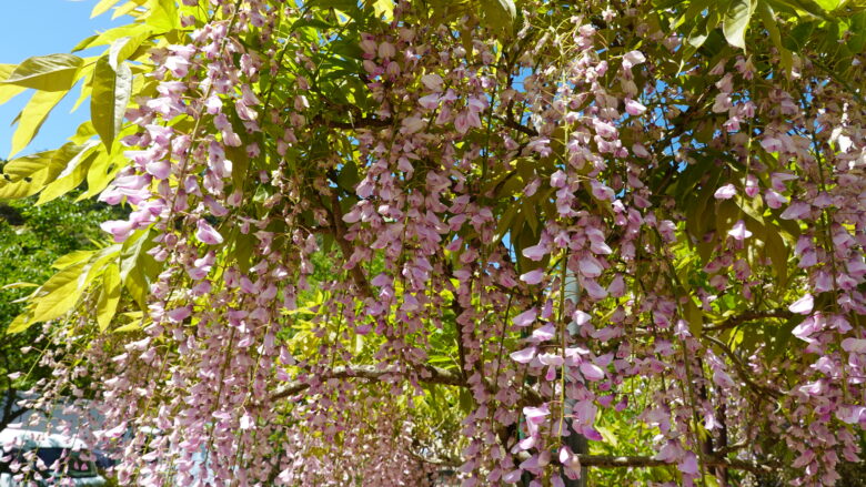 綺麗な藤の花