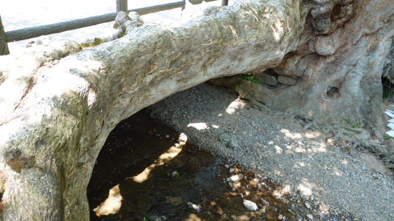 木の根橋