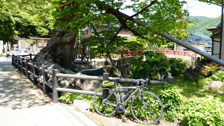 木の根橋