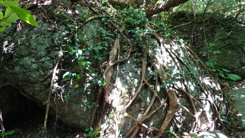 岩に絡みつく根が凄い