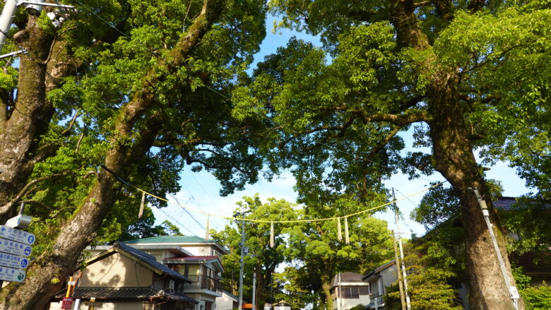 八幡神社の大楠