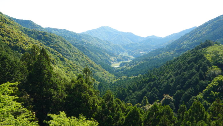 緑一面の風景