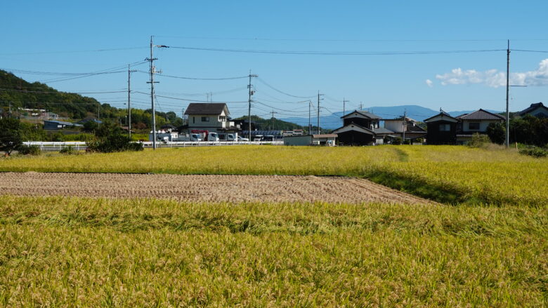 黄金の稲穂の風景