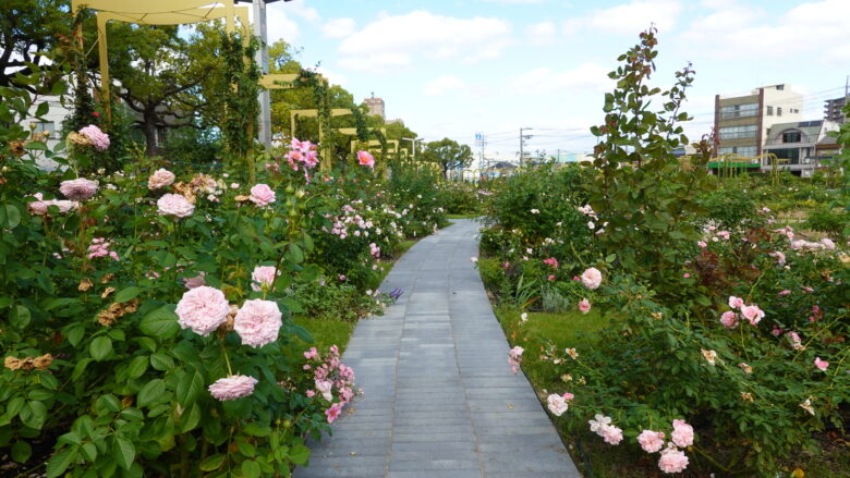 バラ公園の風景（その１）