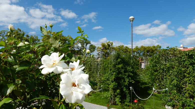 バラ公園の風景（その２）