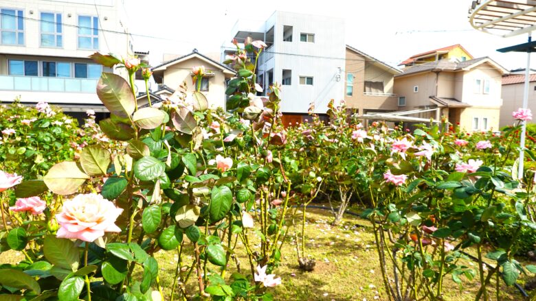 花園公園に咲く「ローズふくやま」と命名されたバラ