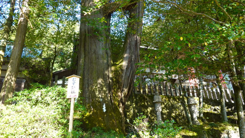 敢国神社の御神木