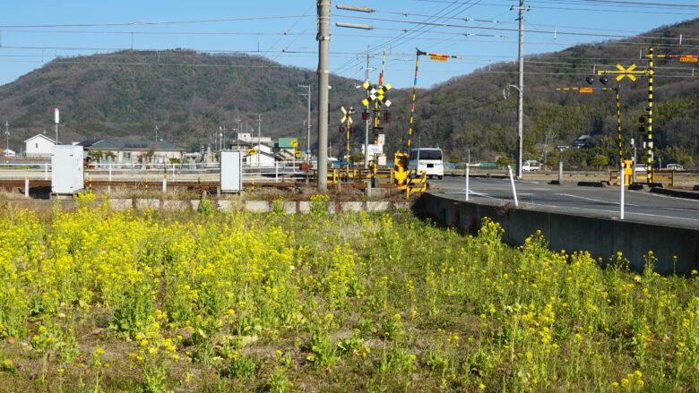 菜の花の景色