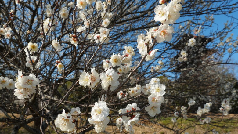 白梅が良い感じ