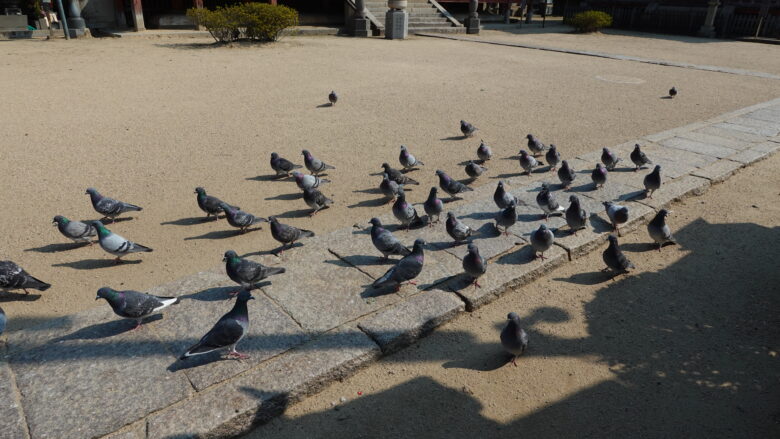境内を闊歩する鳩たち