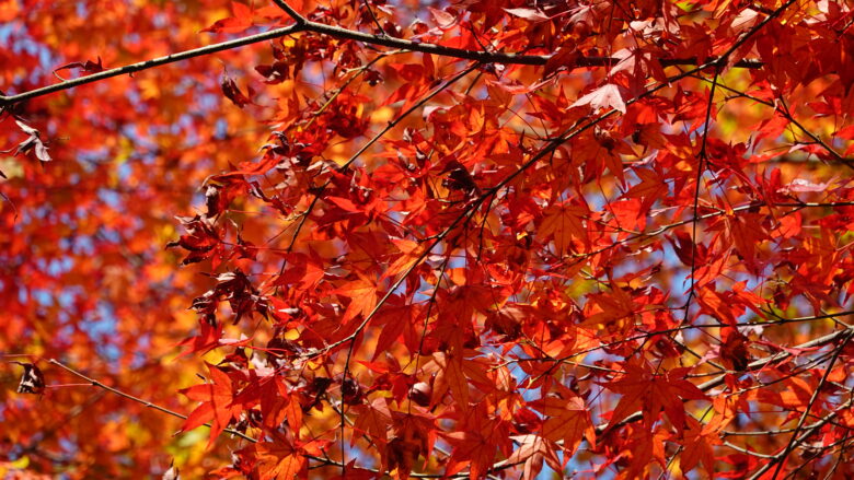 紅く染まるモミジ