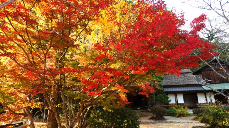 近水園の紅葉