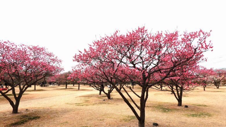 紅梅の風景(神崎緑地)
