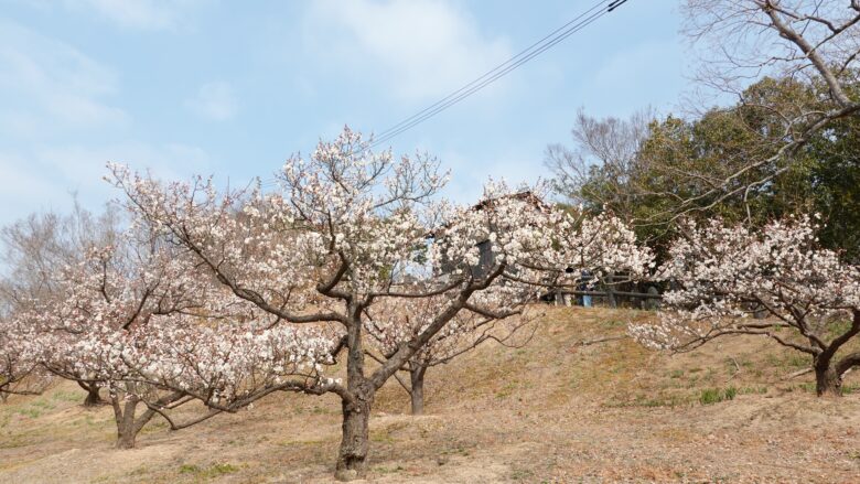 白梅も咲いている