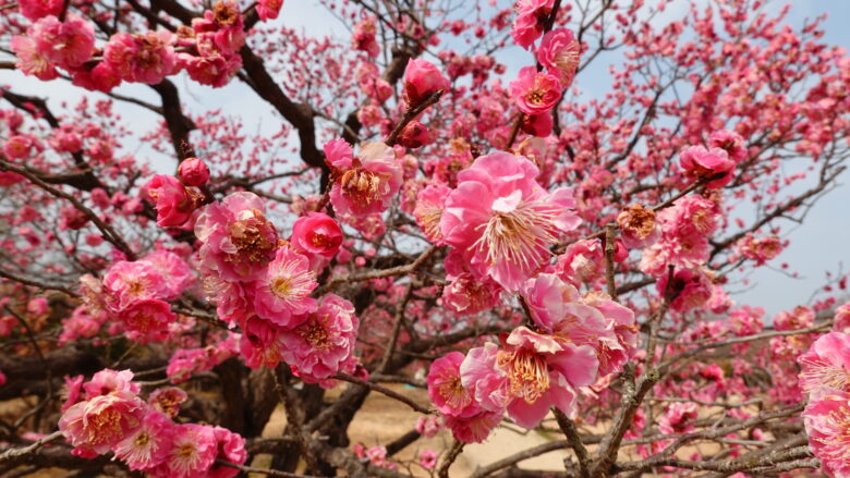 梅の花は可愛い!