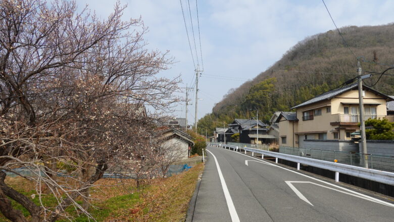 梅を見つけた