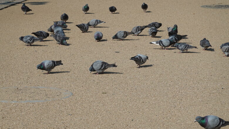 鳩の姿に癒される