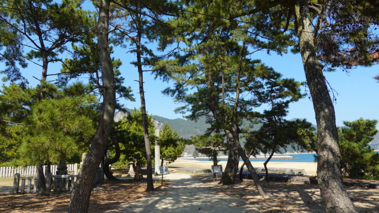 松林の雰囲気良し