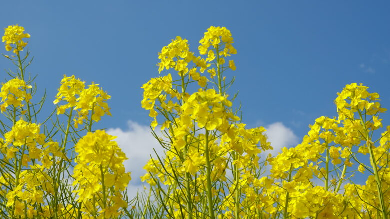 青空の下、黄色の菜の花が映える