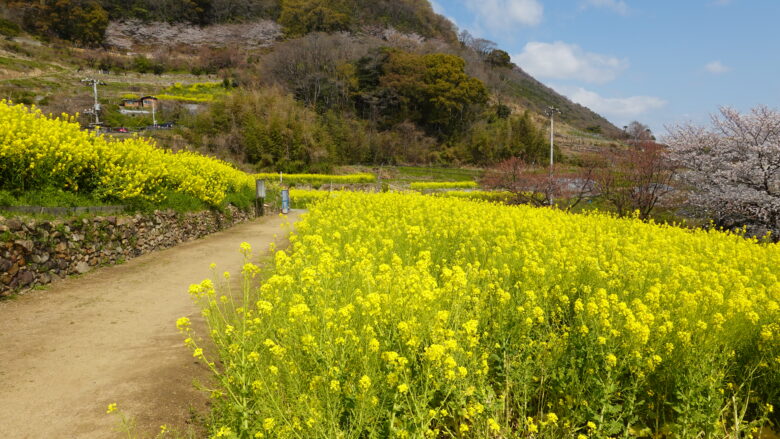 入口周辺の菜の花ロード