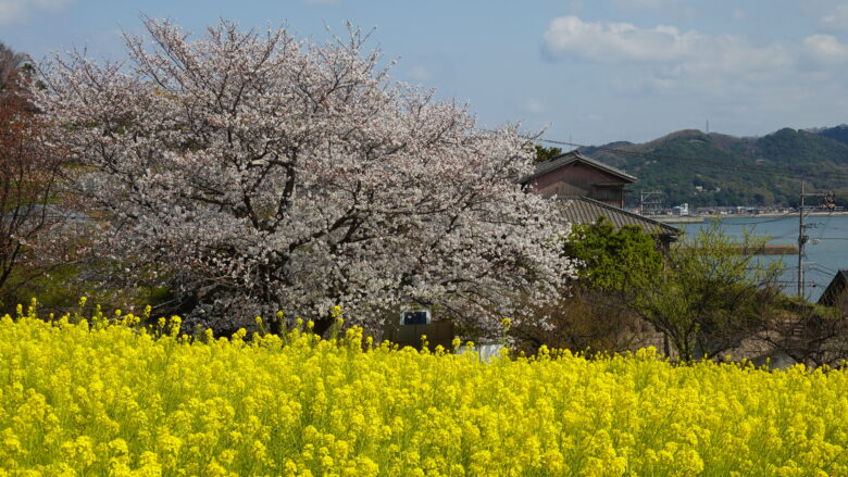 菜の花畑と一本桜のコラボがGood!