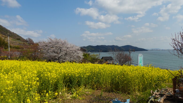 田尻町 菜の花畑