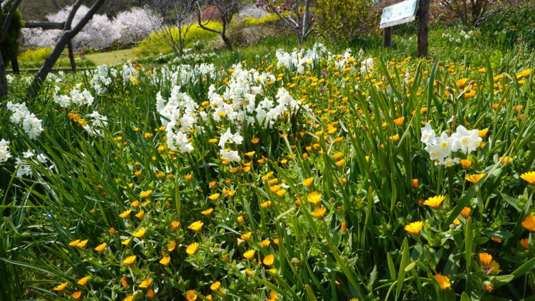 きれいな花たちに癒される