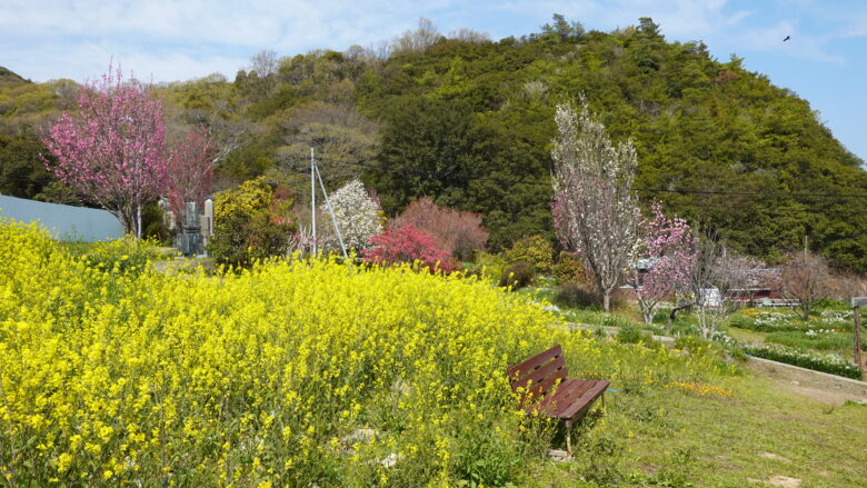 春の花の競演に歓喜♪