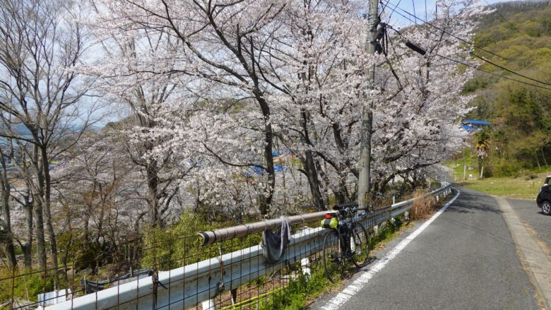 桜並木がGood!