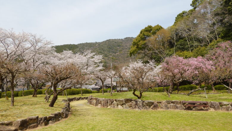 龍野城は桜の名所