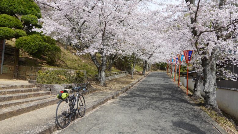 桜並木にテンションが上がる!