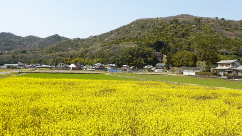 広大な菜の花畑